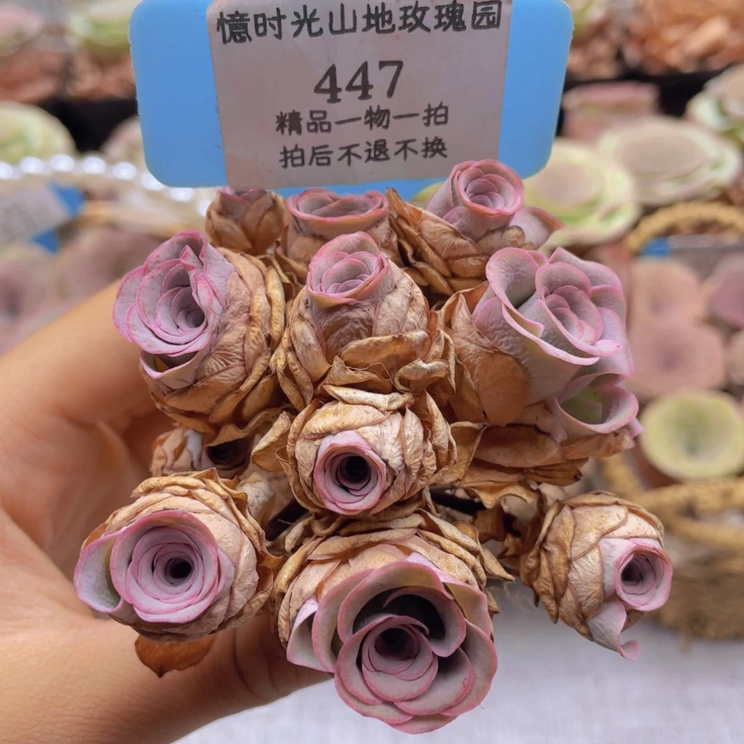 山地玫瑰447裸根发货不售后