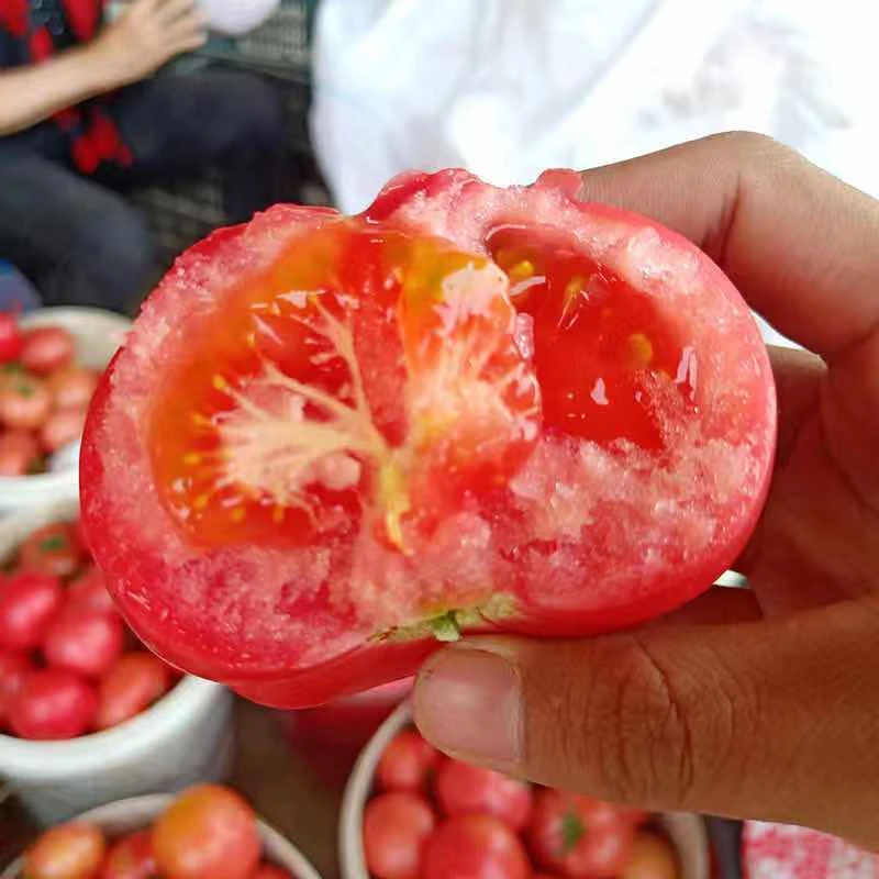 攀枝花沙瓤粉果西红柿新鲜采摘酸甜多汁产地直发坏果包赔