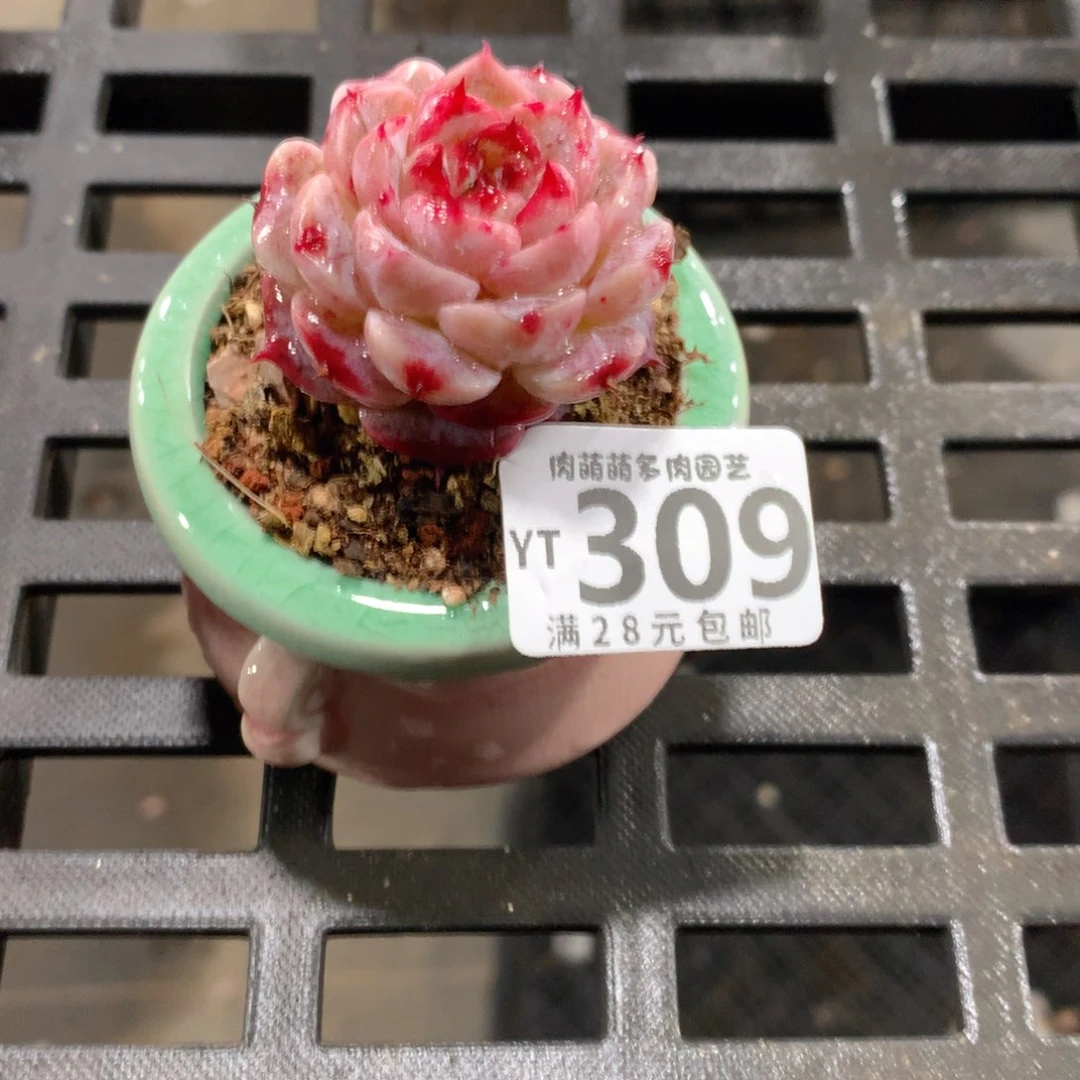 肉萌萌拇指盆精控多肉YT309