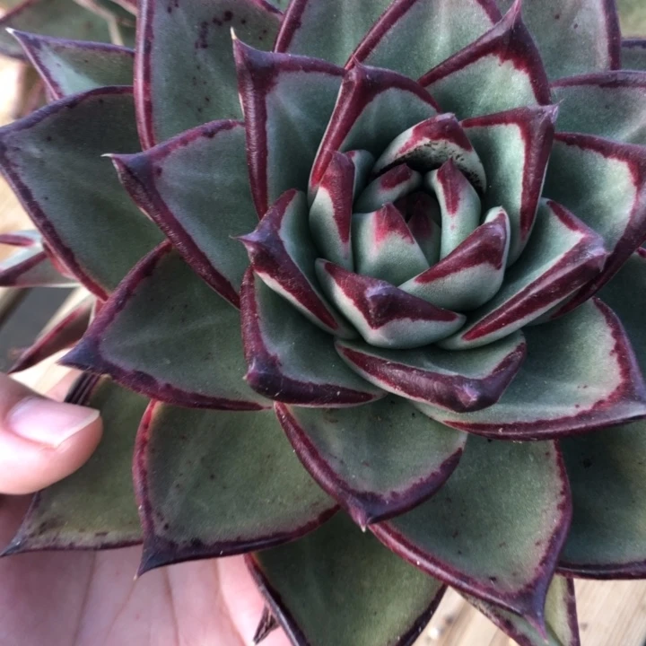 薄叶圆宽小叶形0000000017