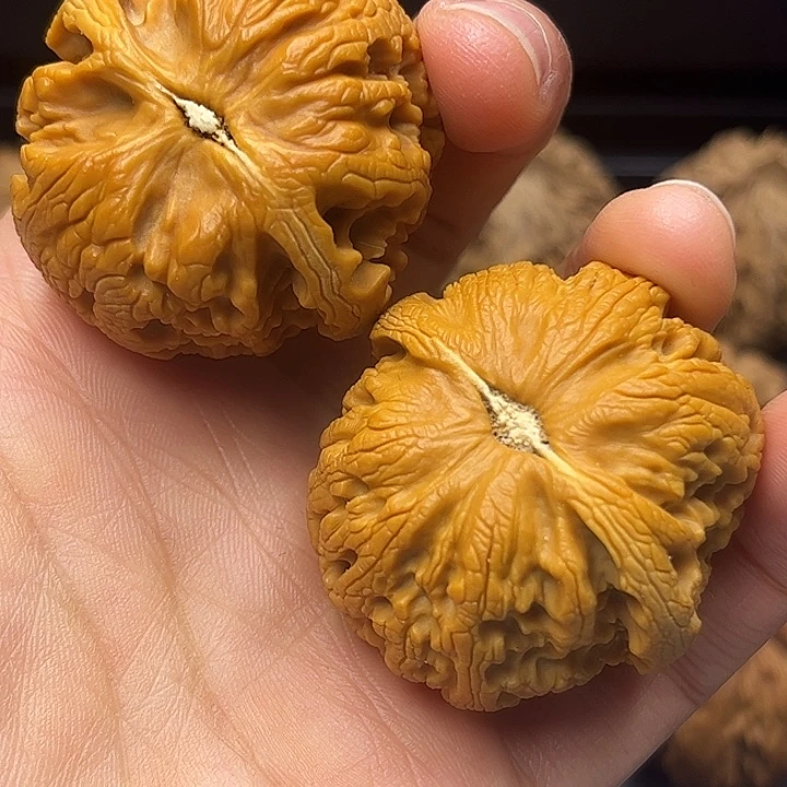 核桃秦岭突突突突突突