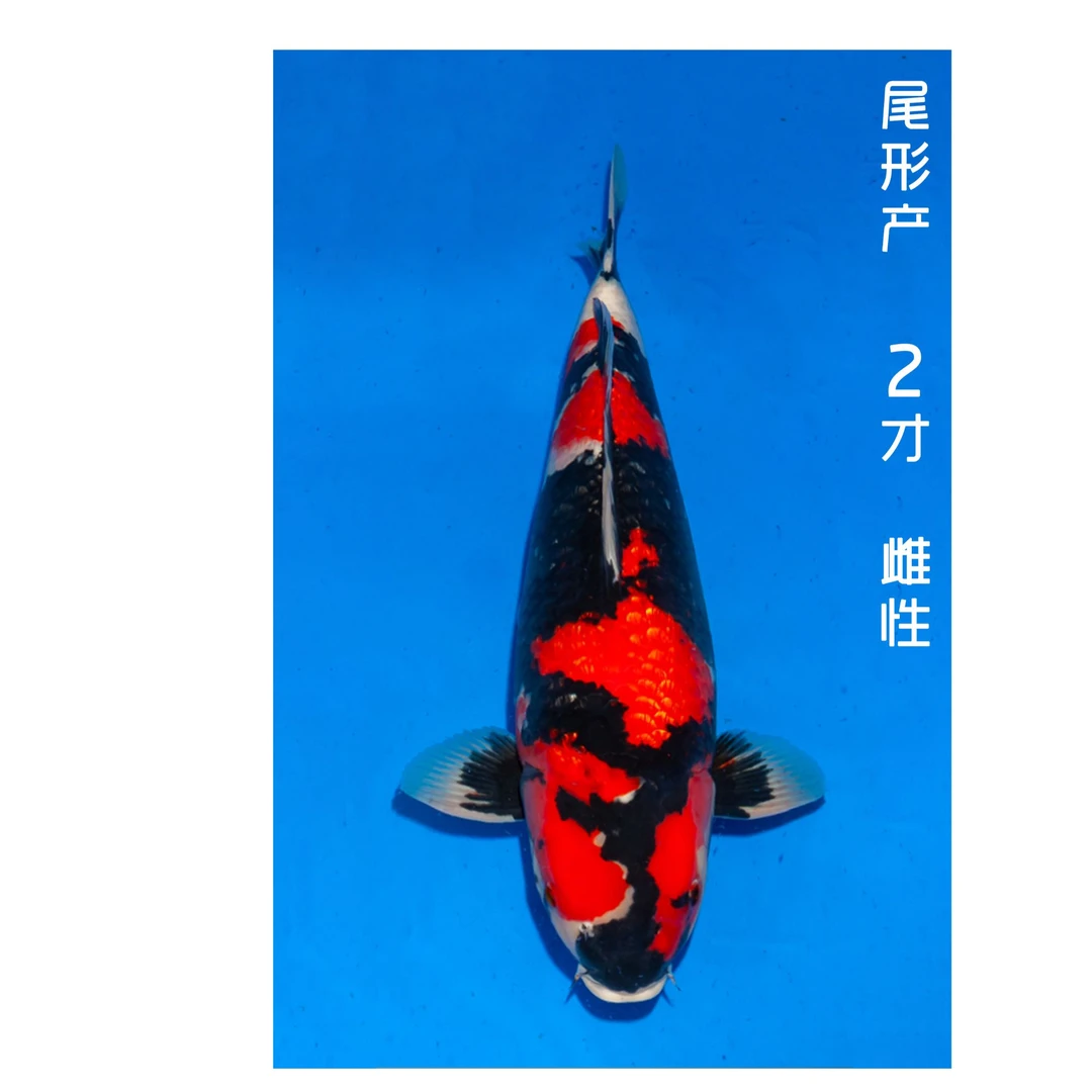 【1.4】尾形二才雌性