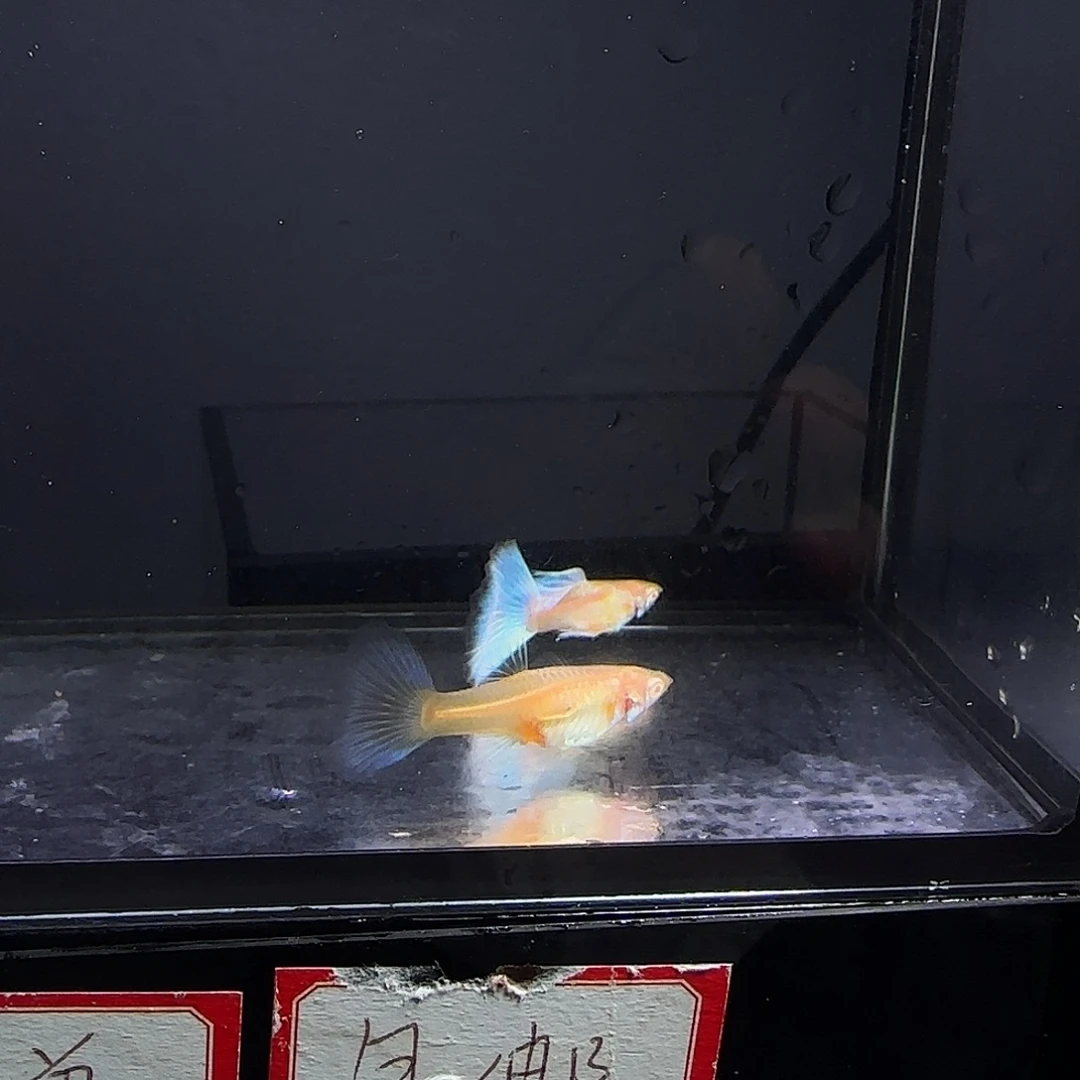 孔雀鱼欧意蓝白一对