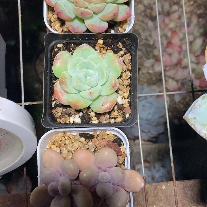 ****️老猫猫多肉一物一拍
