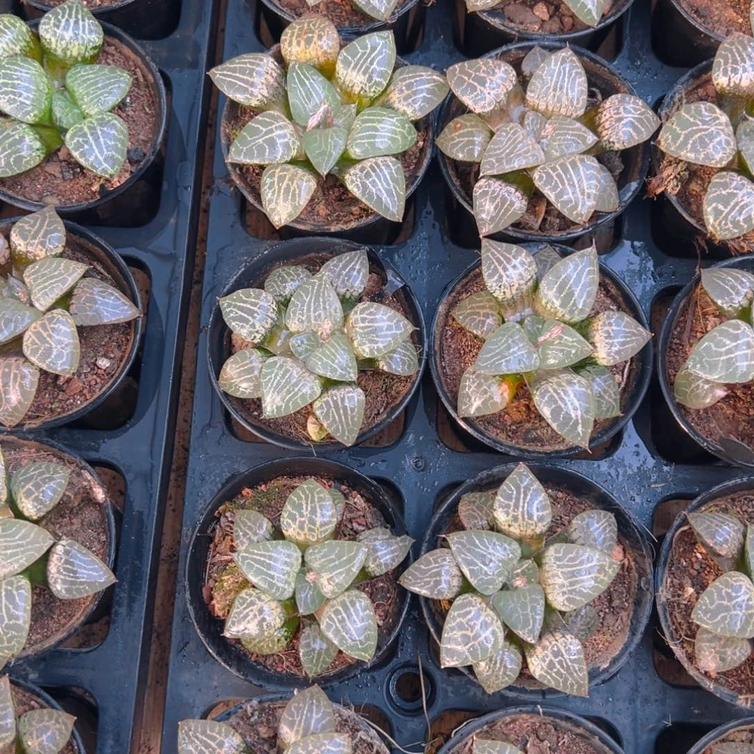 万象盆水晶康平玉露一颗