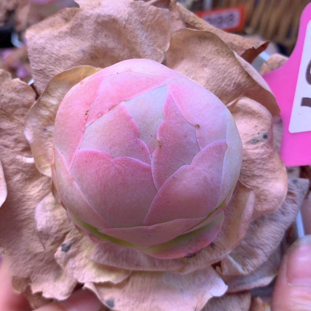 乳****沙一物一拍开播福利057