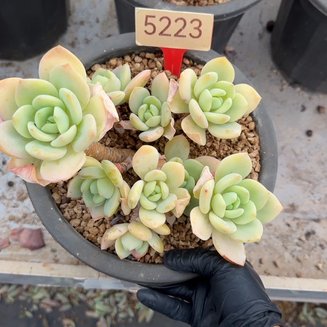 5223。           柚子茶多肉