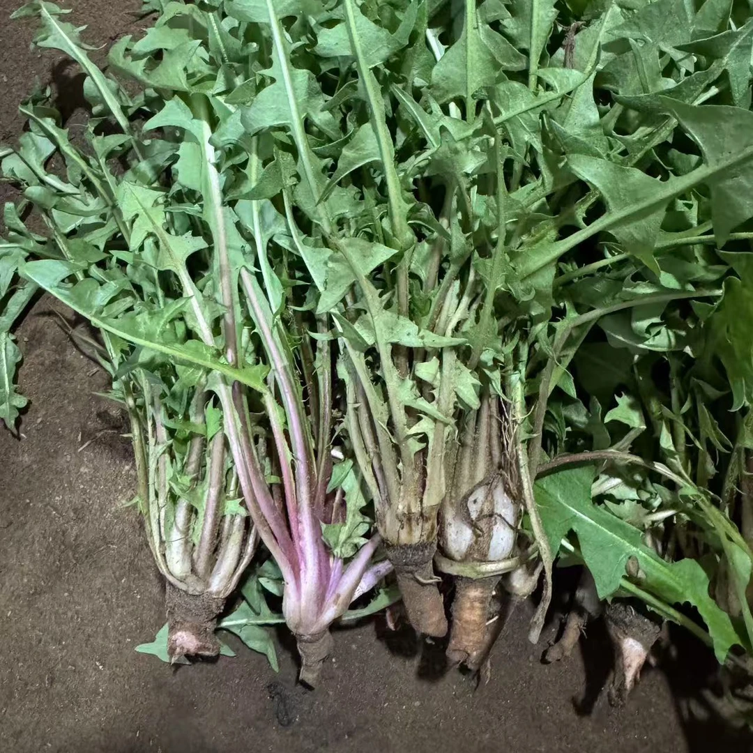（带根菜）新鲜婆婆丁现挖蒲公英东北蘸酱菜顺丰包邮