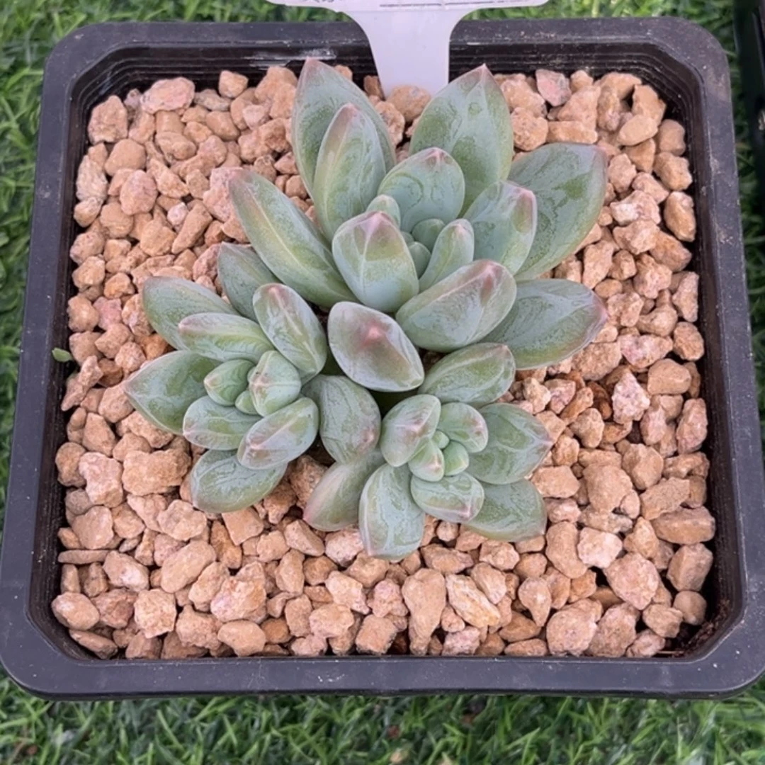 艾米丽多肉植物940