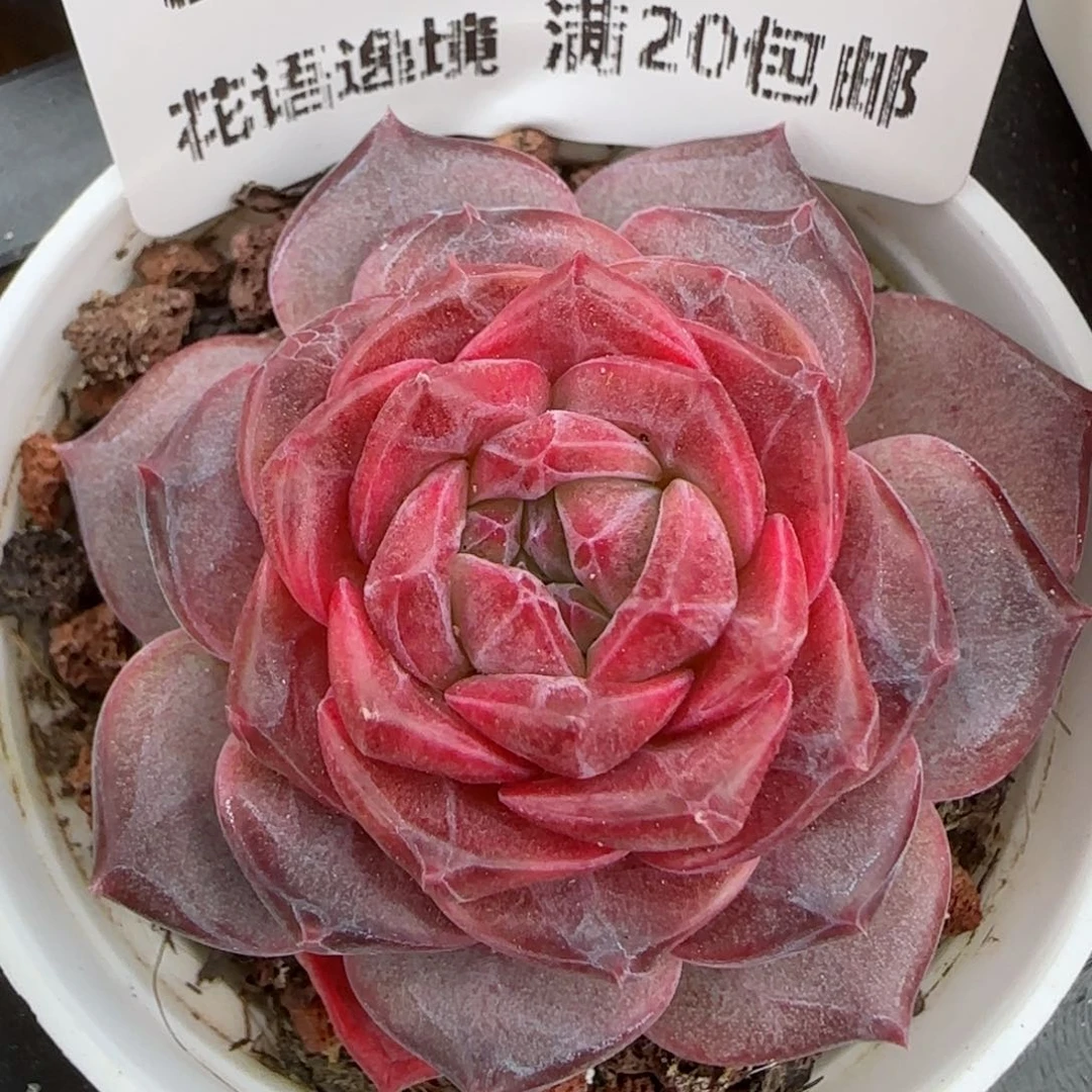 花语逸镜0207-333
