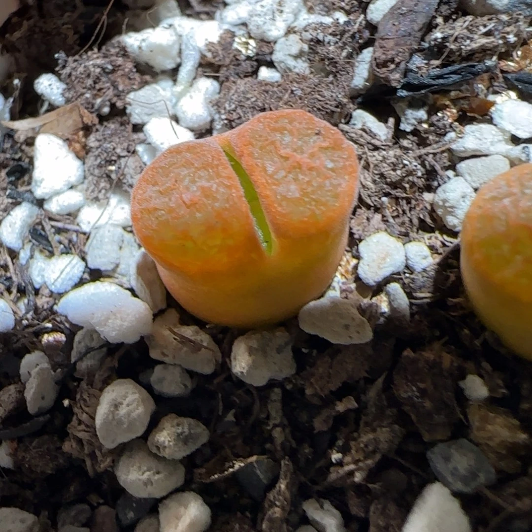 肉锥多肉植物百科4-EH980蛋糕228