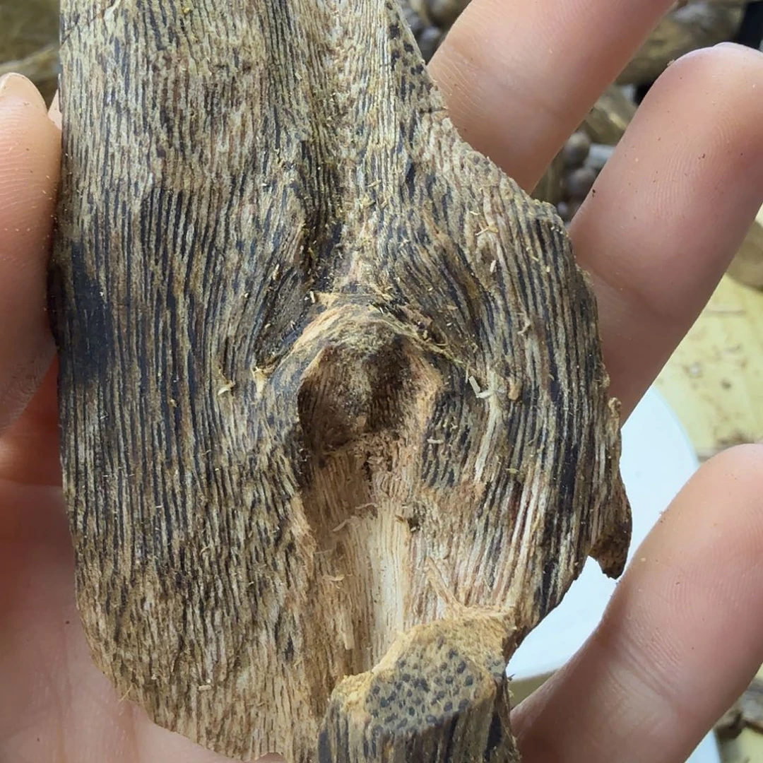 木绿奇楠虫漏15克