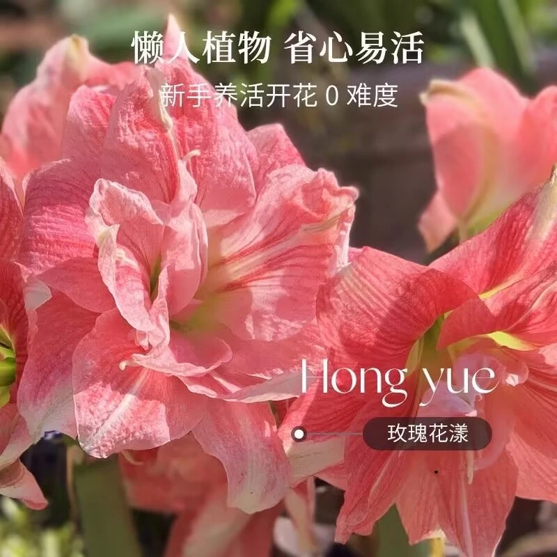 玫瑰花样】朱顶红种球6-8厘米