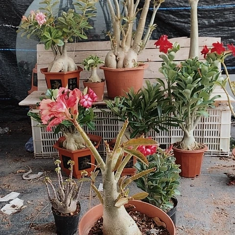 【闪购商品】X****6绿植