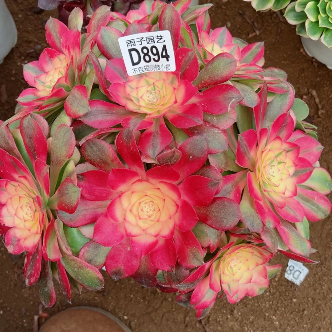 894荔枝雨子多肉植物