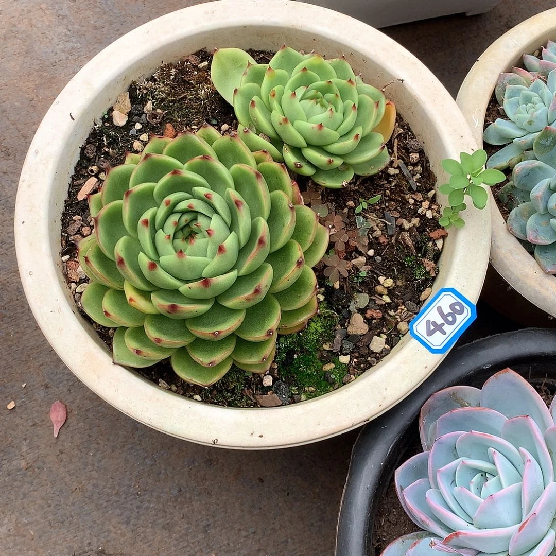 460月亮石 一物一拍多肉