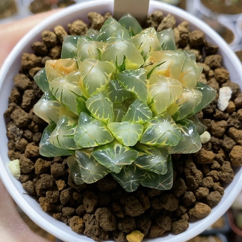【闪购商品】51老川玉露锦