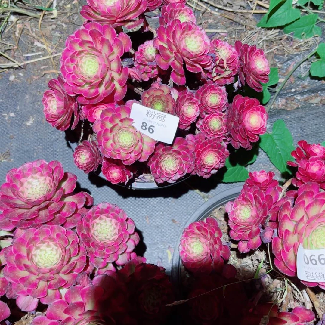 86 多肉植物法师锦