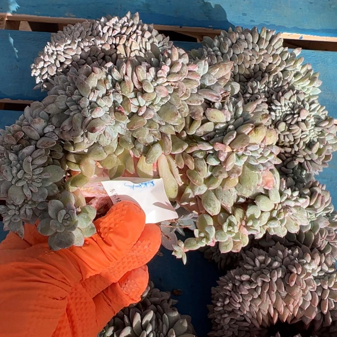 大***年呀呀呀呀呀呀呀呀瑕疵不退不换不售后