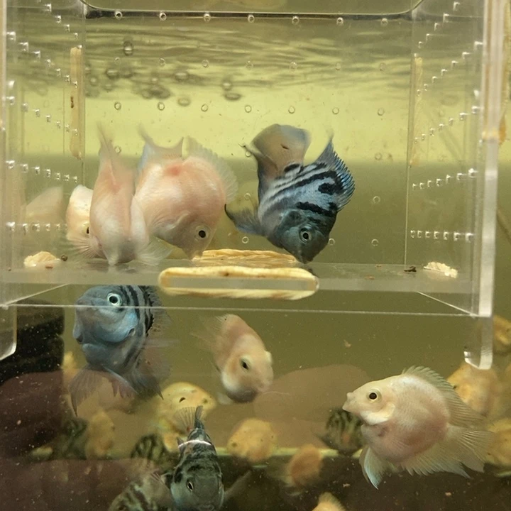 鹦鹉鱼白金宝蓝桃心迷你鹦鹉