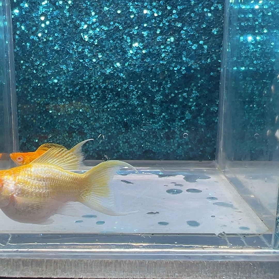 黑玛丽鱼红宝石黄金玛丽一对0022