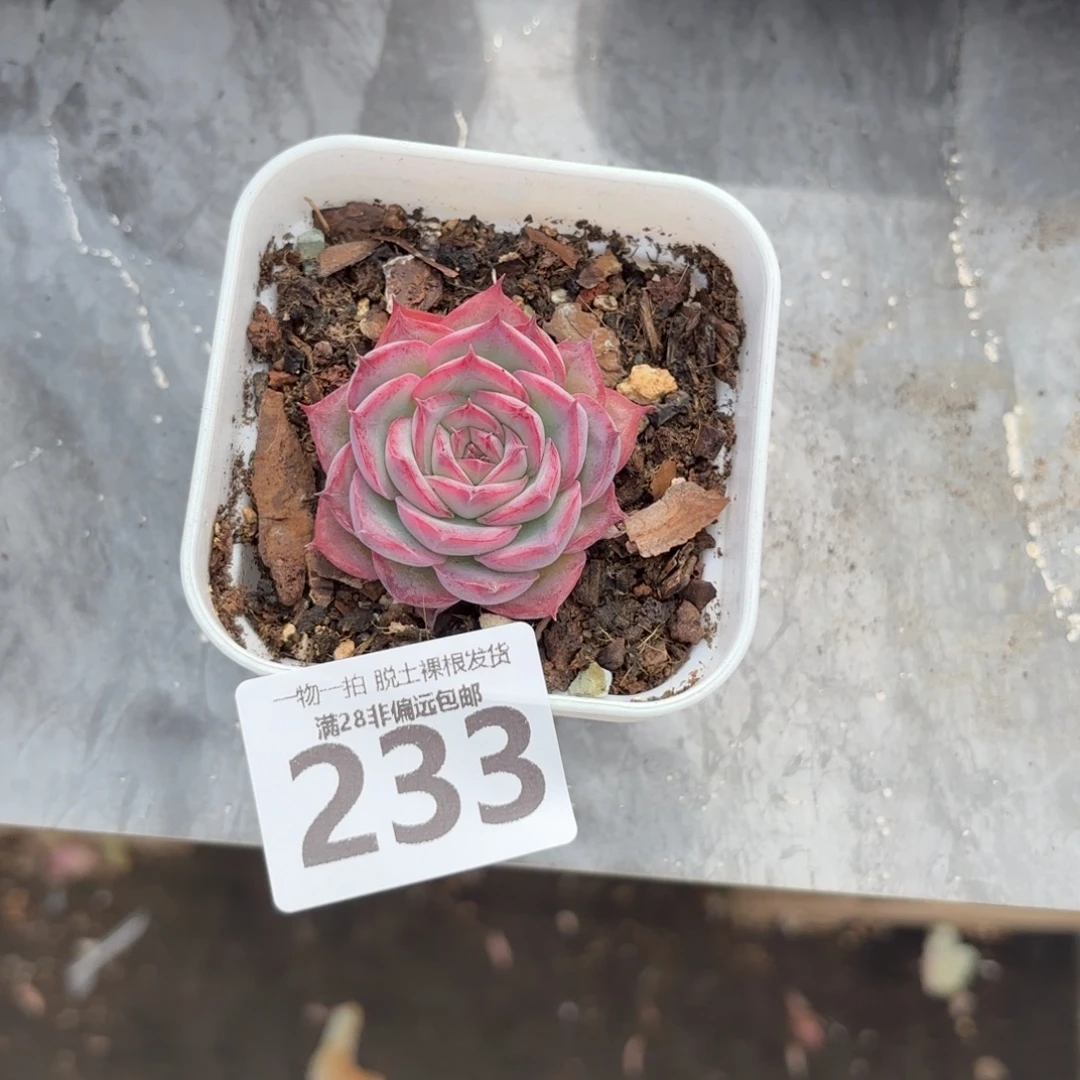 侧影单头无盆土发货