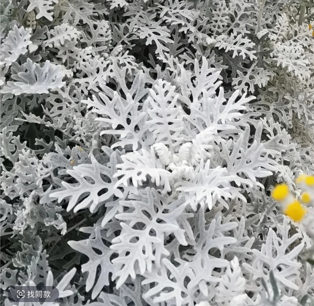 【银叶菊】1盆1加仑（2盆包邮）花境植物雪叶四季观叶盆栽绿植庭院