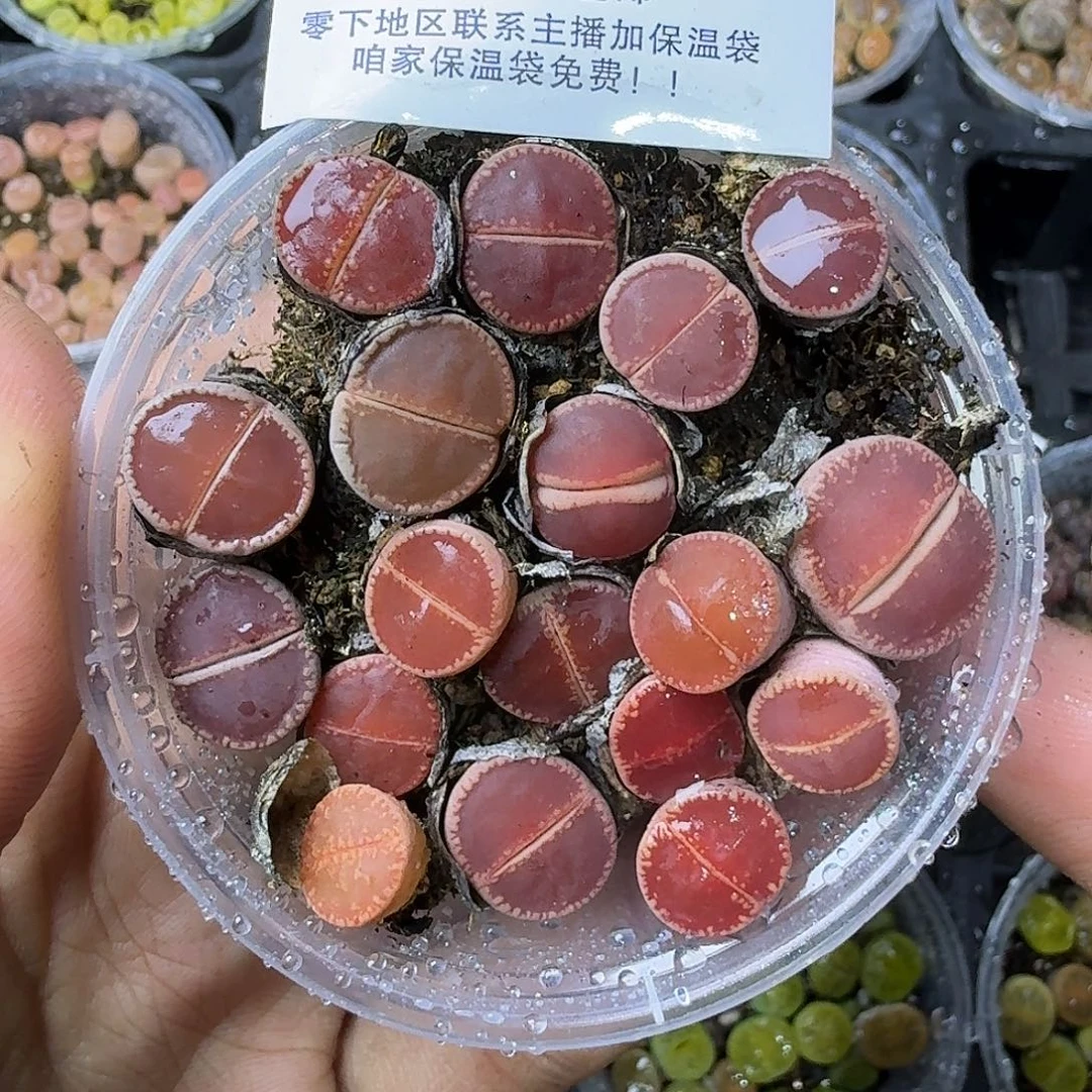 2216比利时ko三年