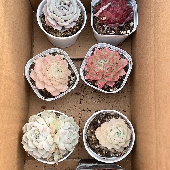 9.9到手八颗好品质的肉肉带盆土发货