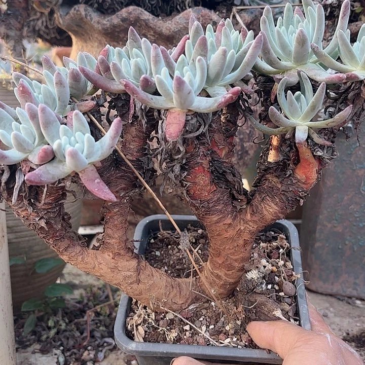 仙女杯多肉植物提取