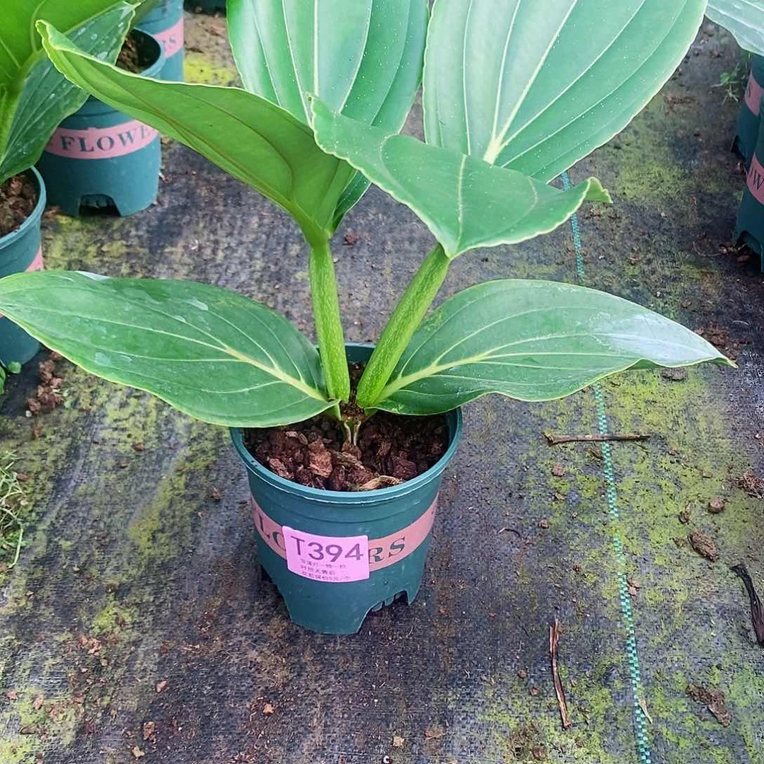 1*3木本花卉394宝莲灯