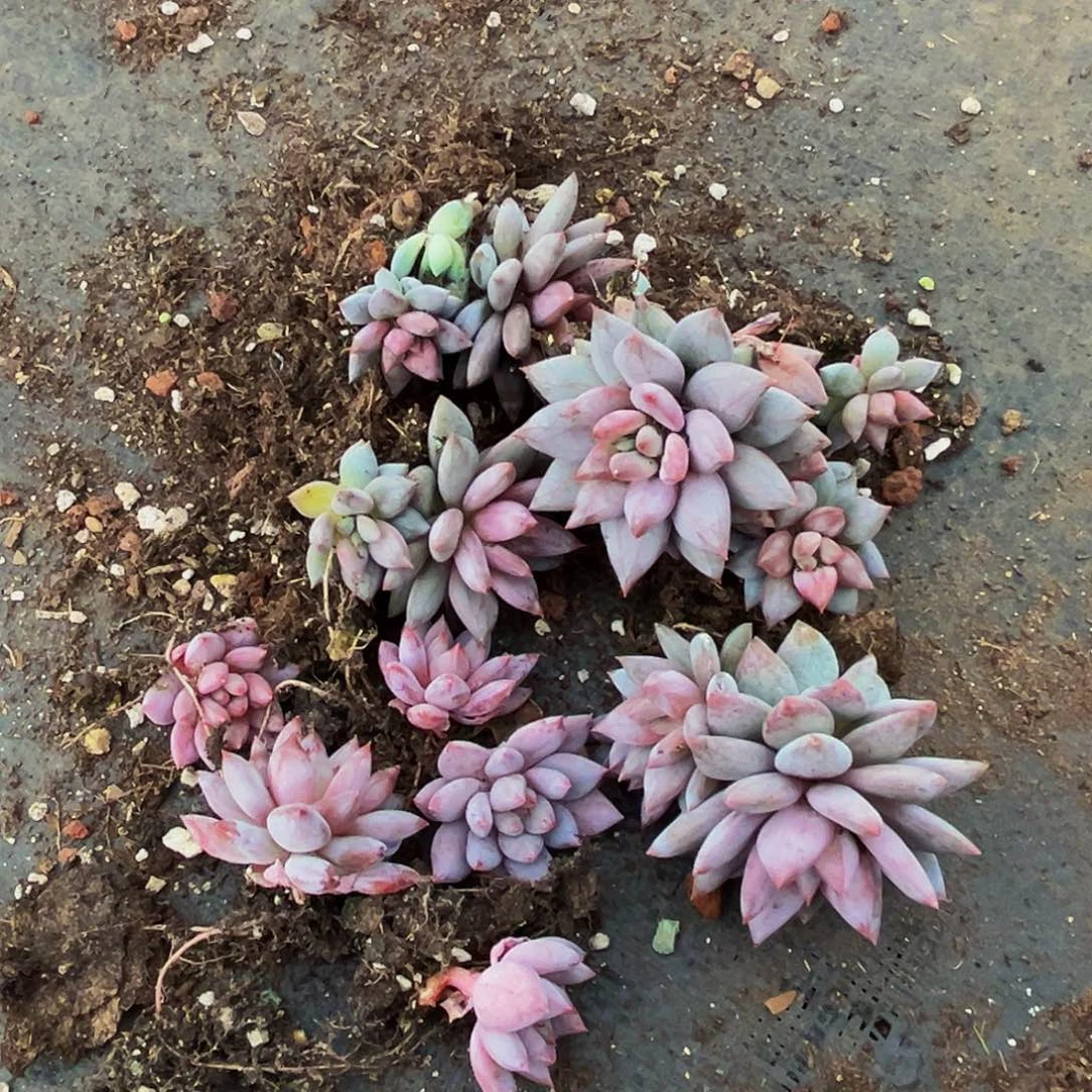 小***帽桔云多肉美人精品系列