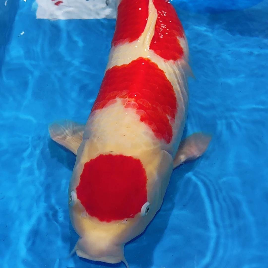 海水鱼佛山兴隆锦鲤