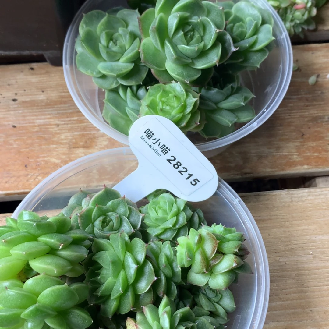 牧***人多肉植物麦秆珍妮