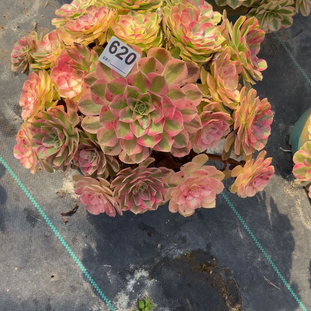 620雨河特价福利女鬼
