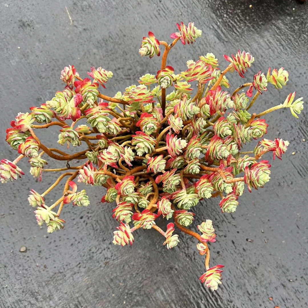 精控圆叶薄化妆 金金精品多肉植物耐冻耐热