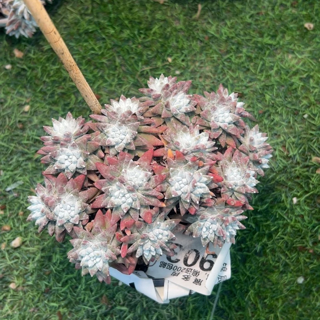 大脸白菊～一物一拍903