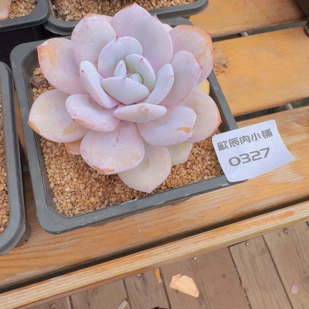 诺***妈多肉植物奶茶单头0327