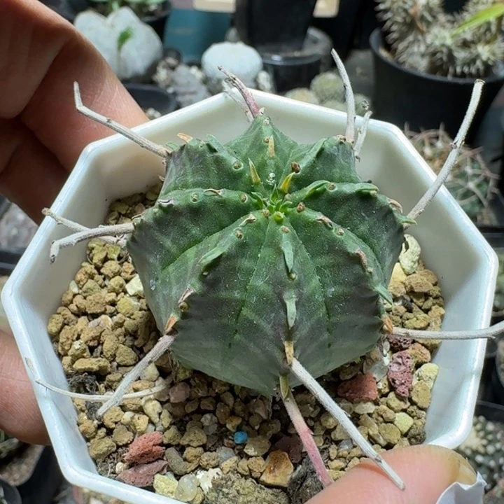 617法利达脱土发货
