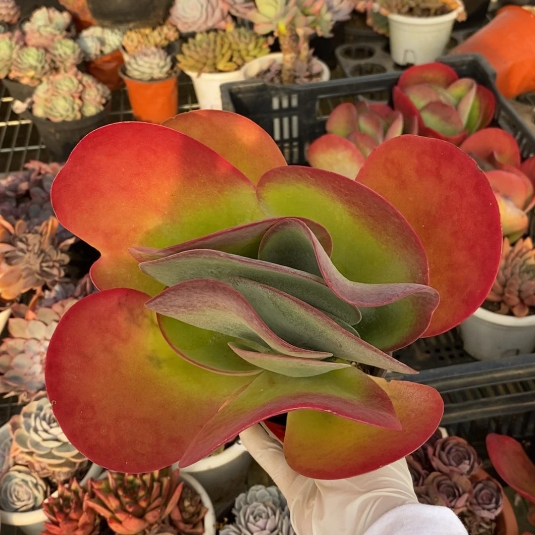 142唐印大单头一物一拍