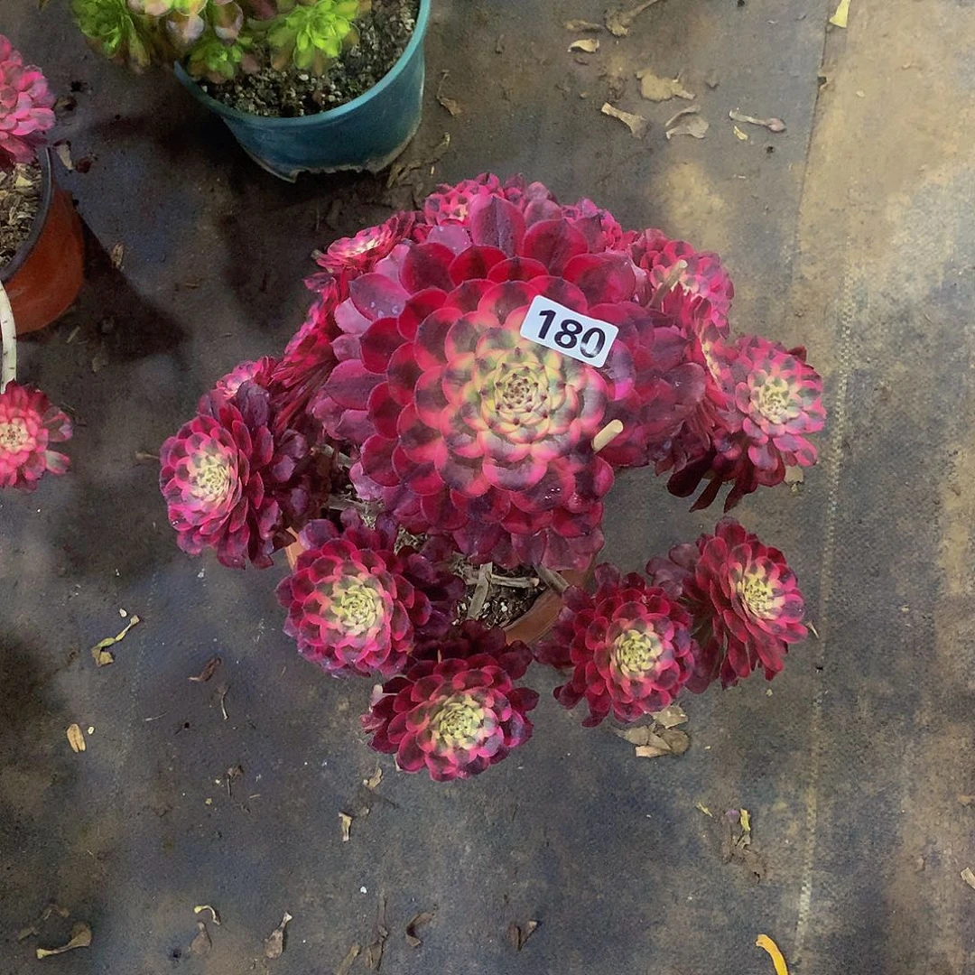 豆**爸180花58888888888