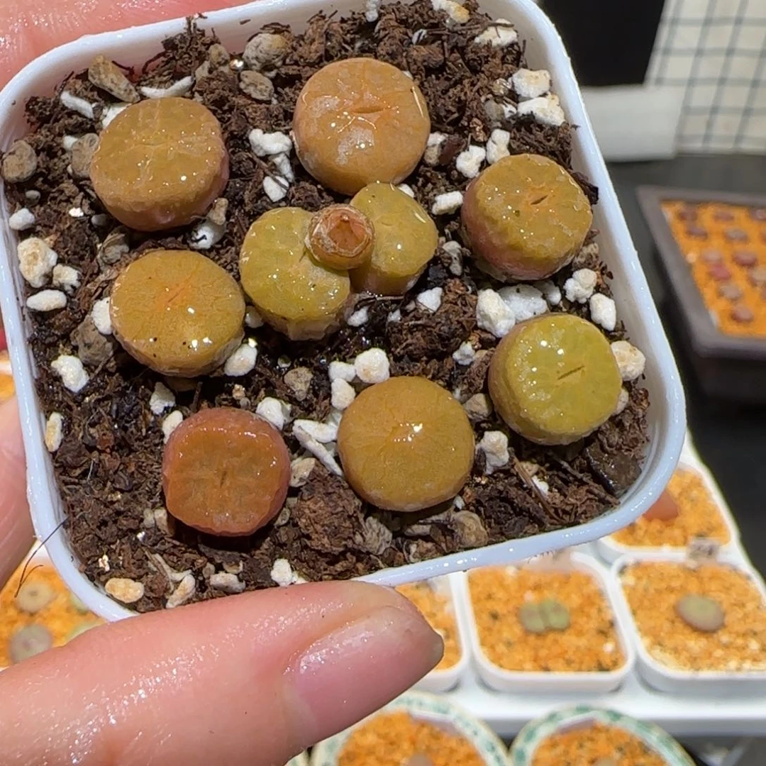 肉锥多肉植物百科-烧卖一盆1358