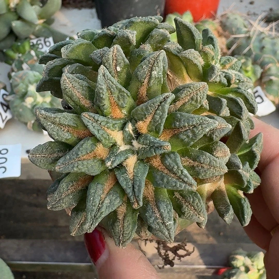 无花朵群头颗粒黑牡丹378