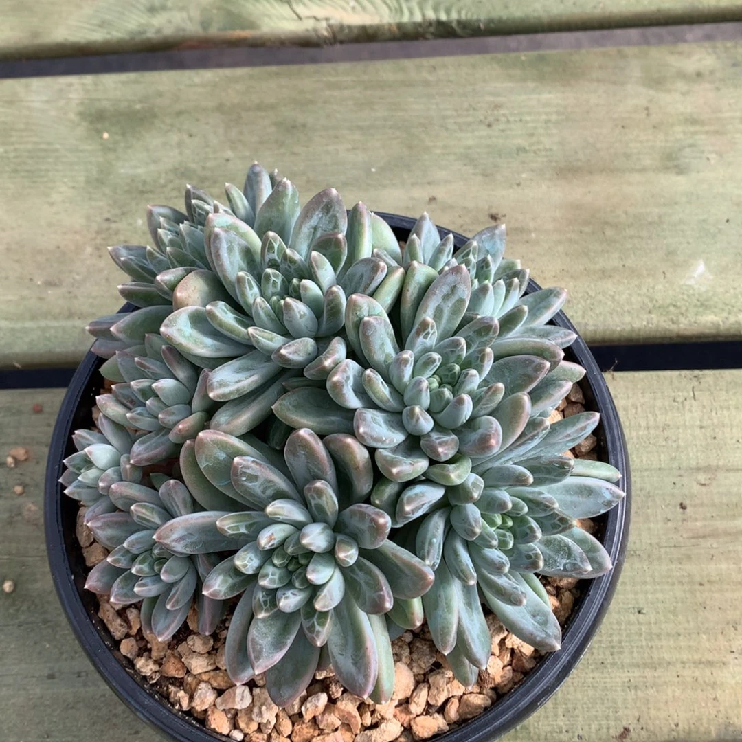 雨花石 多头 一颗。