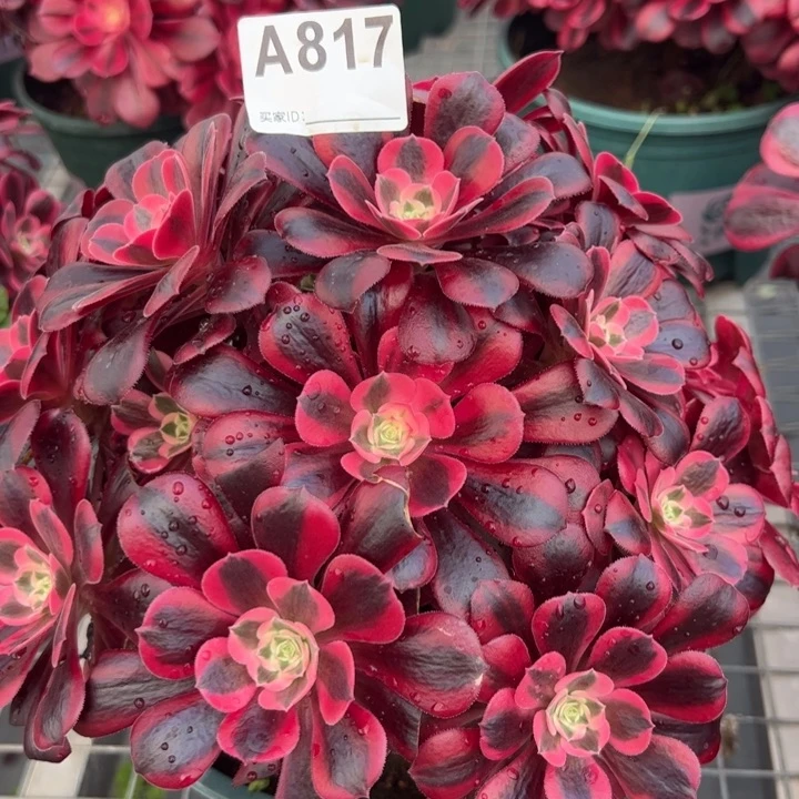 817美杜莎23厘米左右