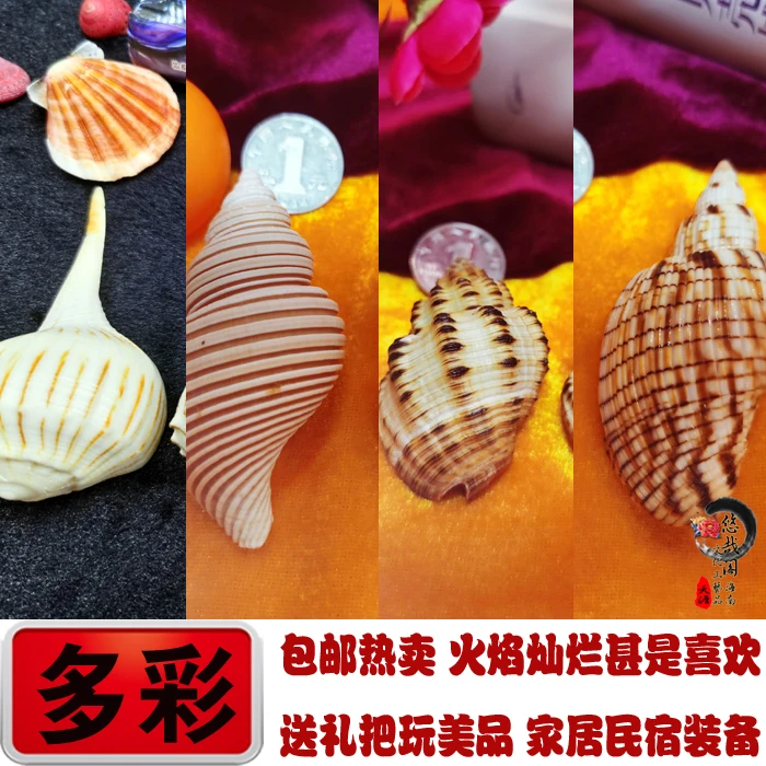 天然海螺贝壳火焰香螺烤玉米螺焦泥峨螺绳纹峨螺德氏闪电涡螺标本