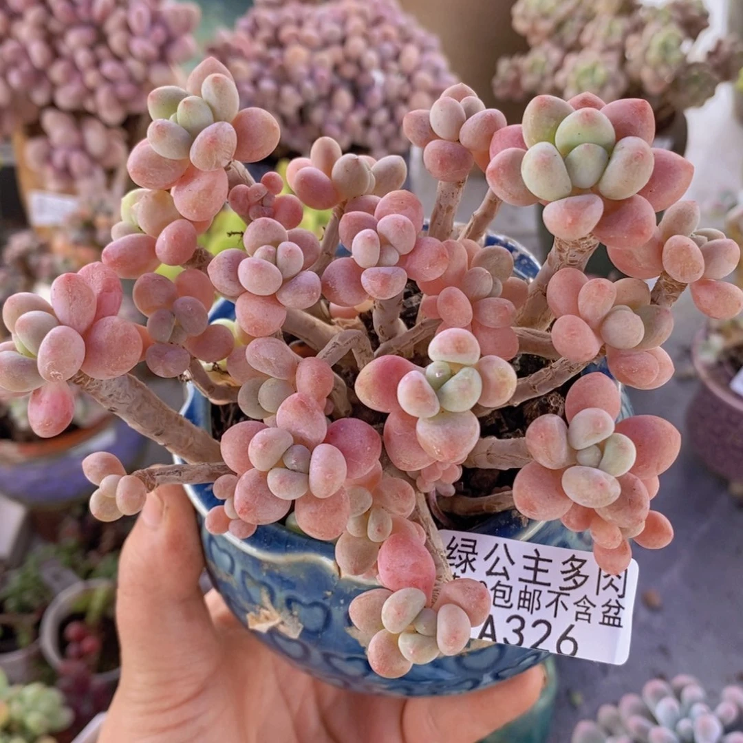 鱼子酱老桩有砍11cm326多肉