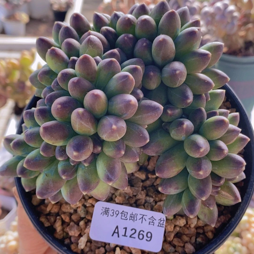 香蕉树缀12cm1269多肉植物