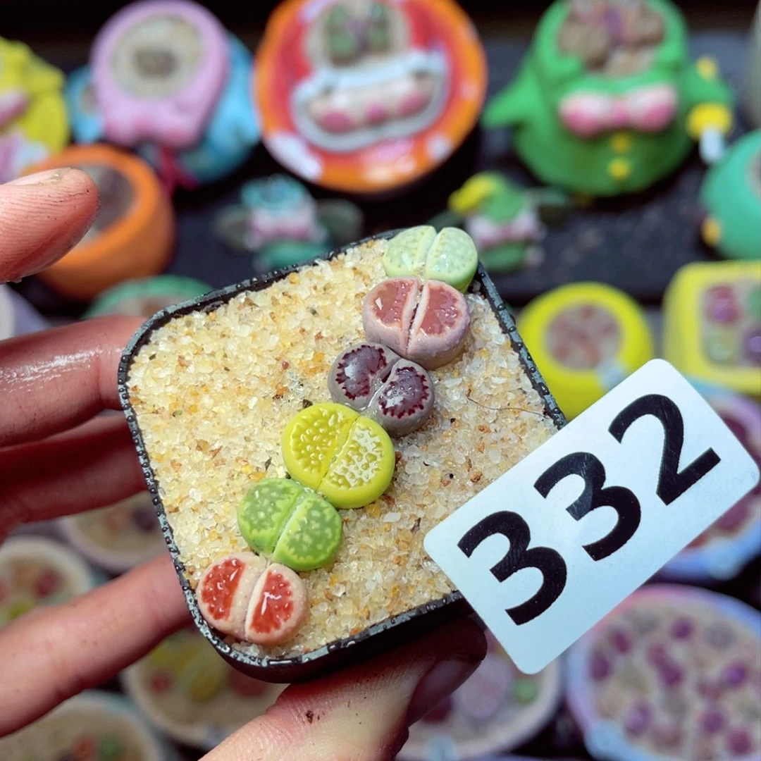 332生石花带盆发