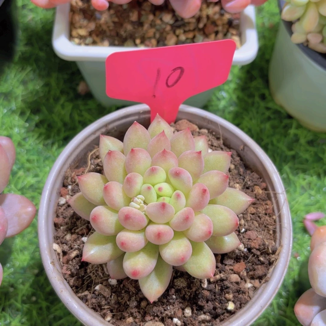 轻**写我的小可爱们都好可爱